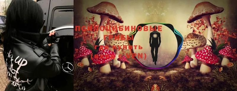 Галлюциногенные грибы Psilocybe Елец